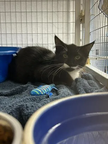 A baby medium-sized male Domestic Medium Hair cat named Rugby for adoption in Chambersburg, PA