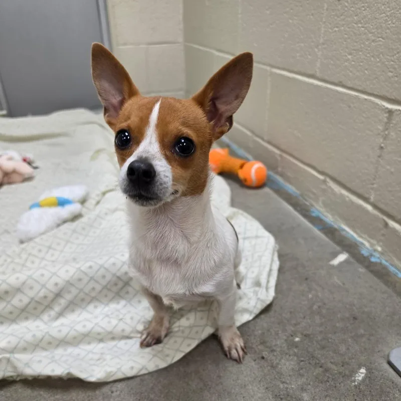 A young small-sized male Yellow / Tan / Blond / Fawn Jack Russell Terrier dog named Tramp for adoption in Easton, PA