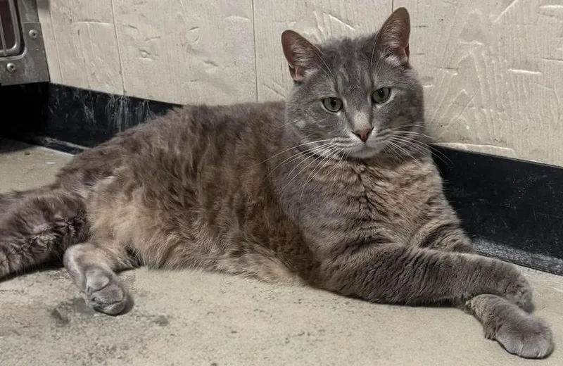 A senior small-sized male Gray / Blue / Silver Domestic Short Hair cat named Leo for adoption in Fremont, NE