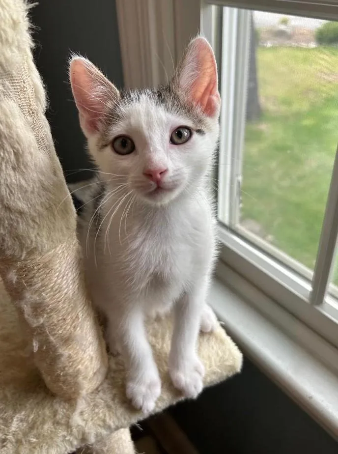 A baby medium-sized male White Domestic Short Hair cat named Tommy for adoption in Wayne, NJ