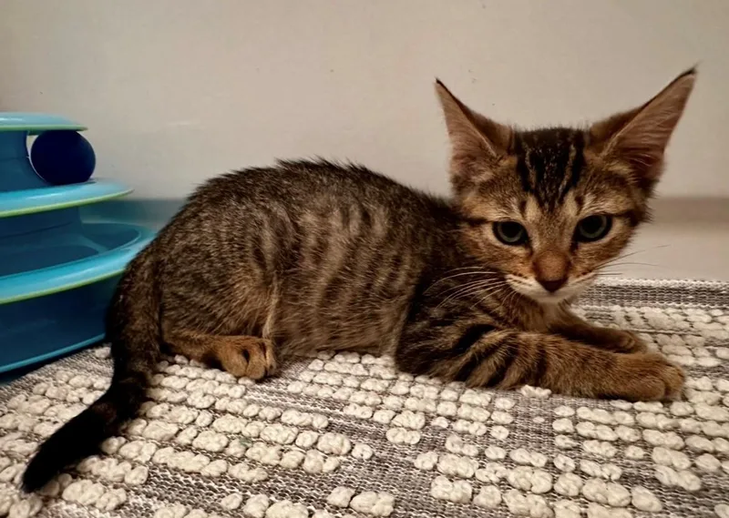 A baby medium-sized female Tabby (Brown / Chocolate) American Shorthair cat named Selene for adoption in Houston, TX