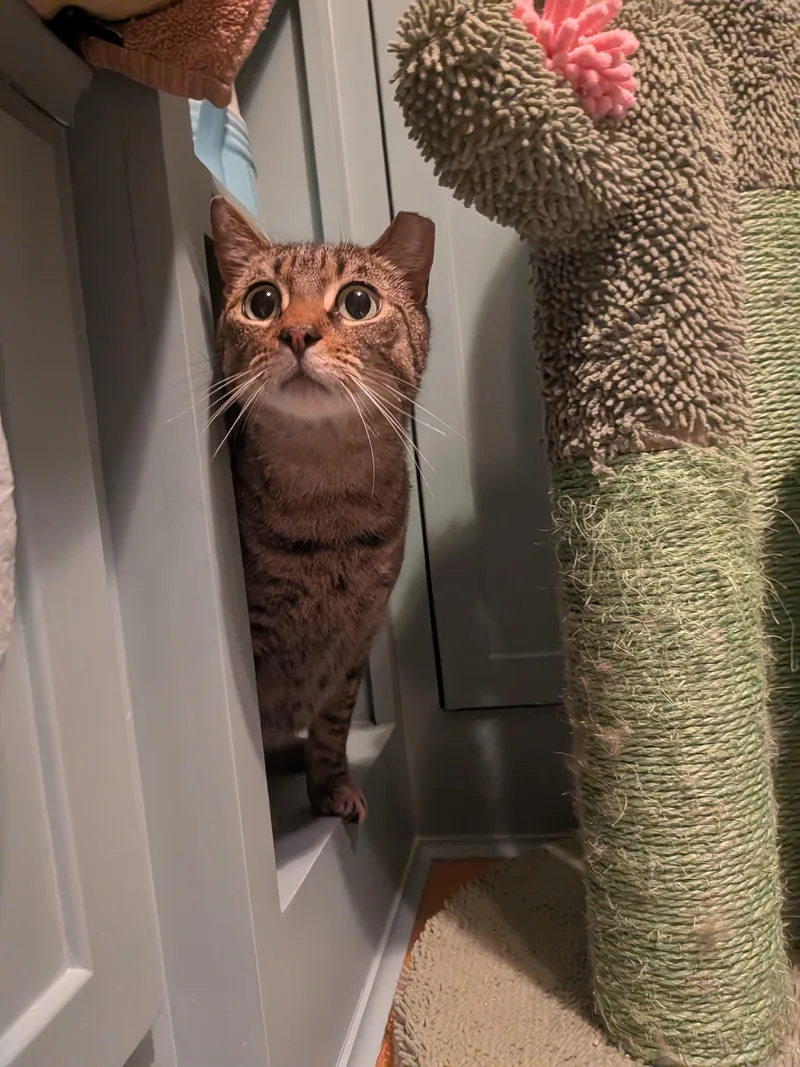 Farmer's Market Aka "markie"