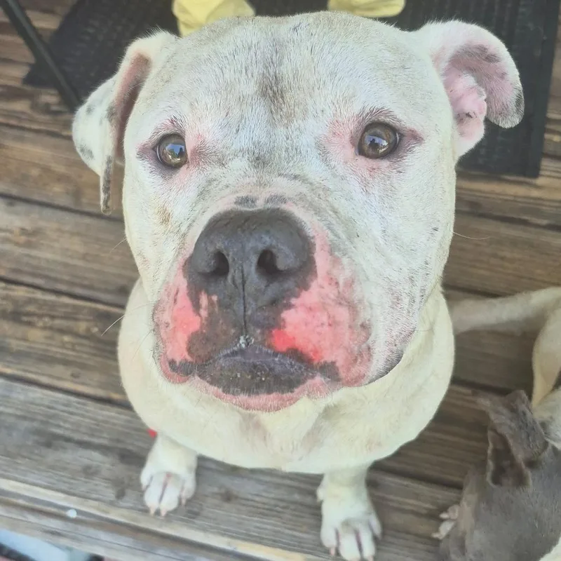 An adult medium-sized male White / Cream Mixed Breed dog named Straydunbaravenue for adoption in Columbus, GA