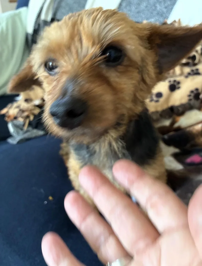 An adult small-sized female Yorkshire Terrier dog named Lilly for adoption in WARREN, RI