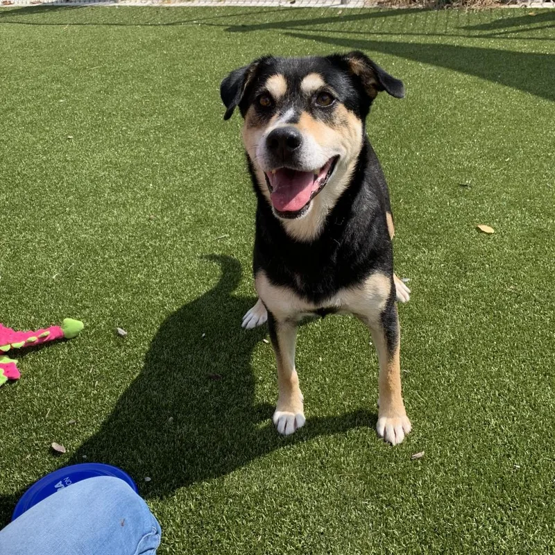A senior medium-sized male Black Shepherd dog named Helio for adoption in Nashville, IN