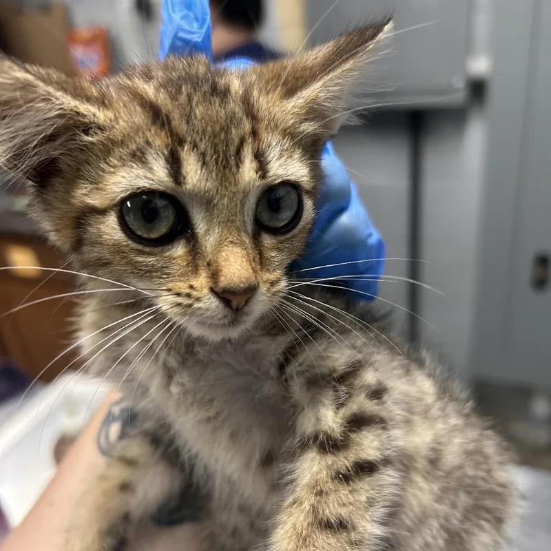 A baby small-sized female Brown / Chocolate Domestic Short Hair cat named Cher for adoption in Summerville, SC