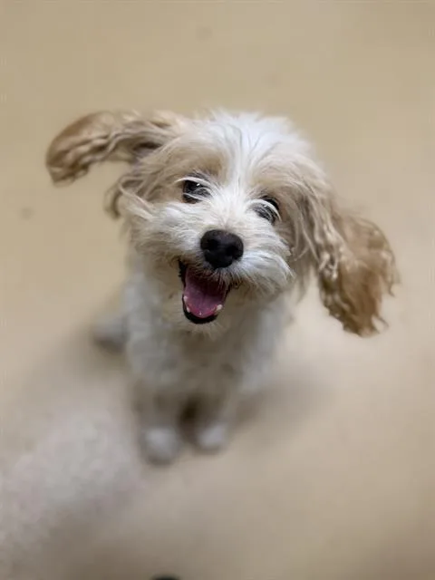 An adult small-sized male Spaniel dog named Happy for adoption in Chula Vista, CA
