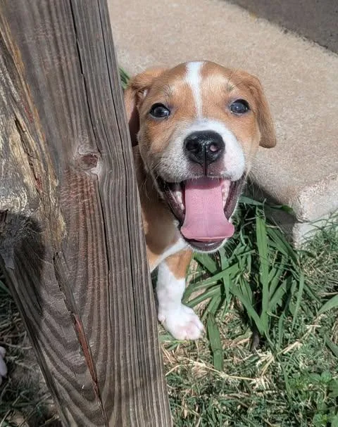 A baby medium-sized female Red / Chestnut / Orange Pit Bull Terrier dog named Enid for adoption in Wichita Falls, TX