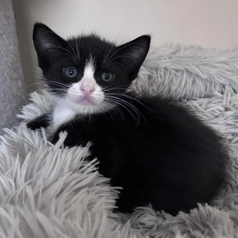 A baby small-sized female Tuxedo cat named Astra and Estella for adoption in Miami, FL