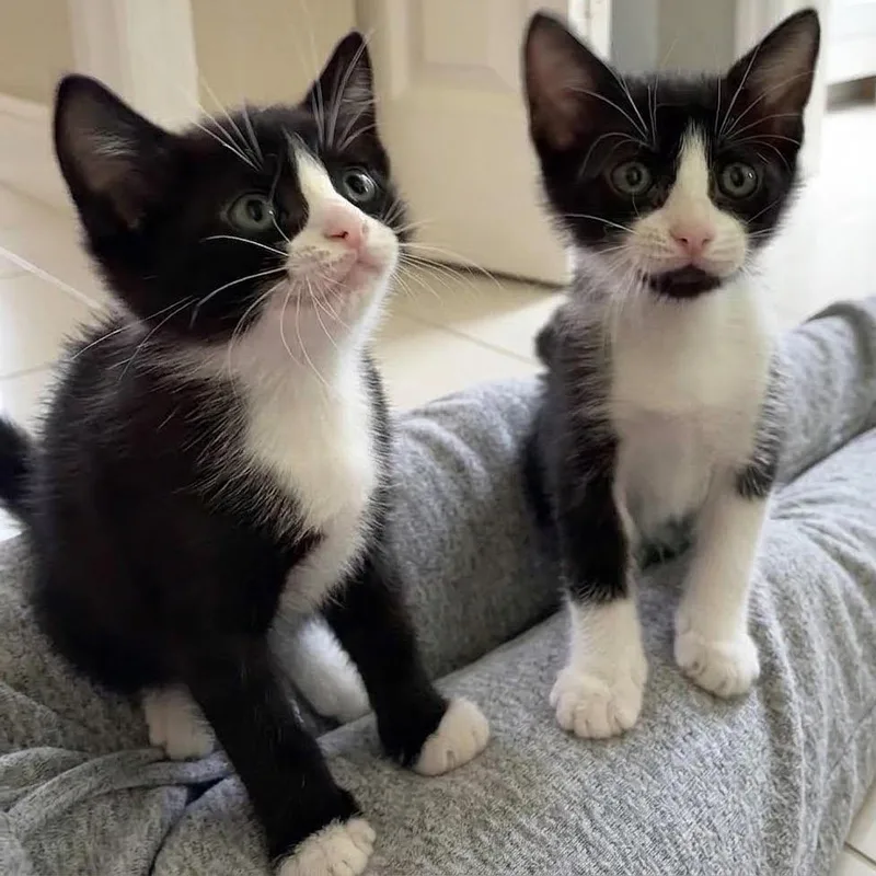 Astra and Estella thumbnail 5