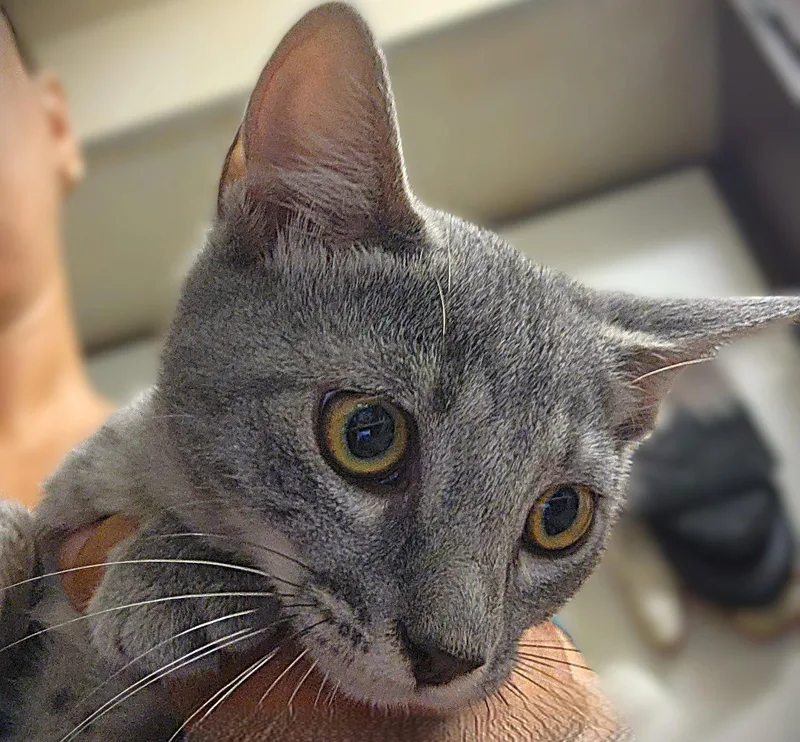 A baby medium-sized female Tabby cat named Poppy for adoption in Fort Myers, FL
