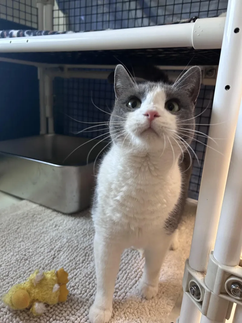 An adult large-sized female Domestic Short Hair cat named Toad for adoption in Altoona, PA
