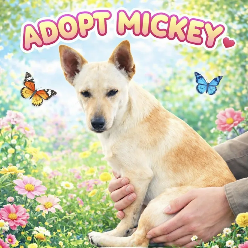 Mickey Is Only  thumbnail 3