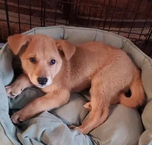 A baby small-sized male Shepherd dog named Pierce for adoption in Gorham, ME