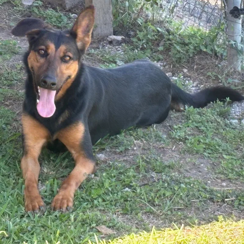 An adult medium-sized female Black German Shepherd Dog dog named Poppy for adoption in Webster, TX