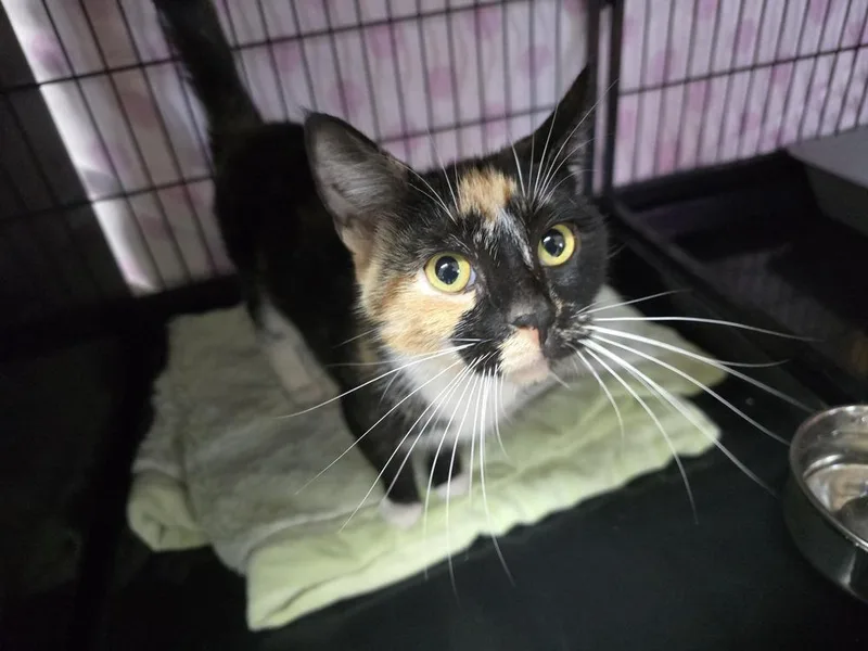 A young small-sized male Domestic Short Hair cat named Gracie G for adoption in Southbury, CT