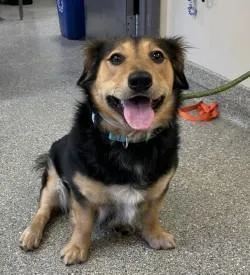 An adult medium-sized male Spaniel dog named Cookies for adoption in Kansas City, MO