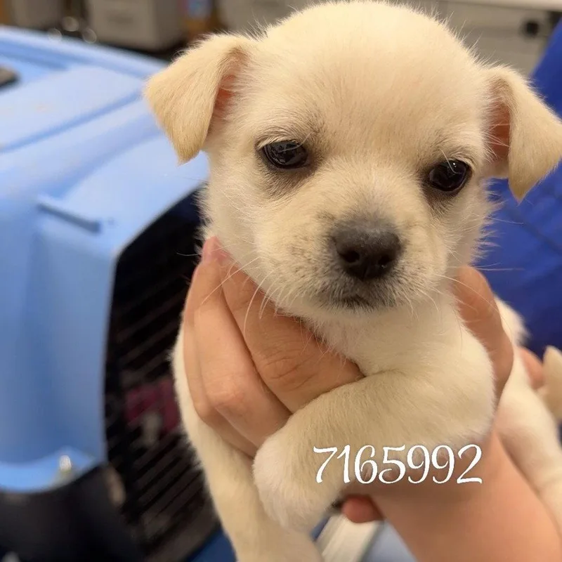 A baby small-sized male Terrier dog named Jellybean for adoption in Chico, CA