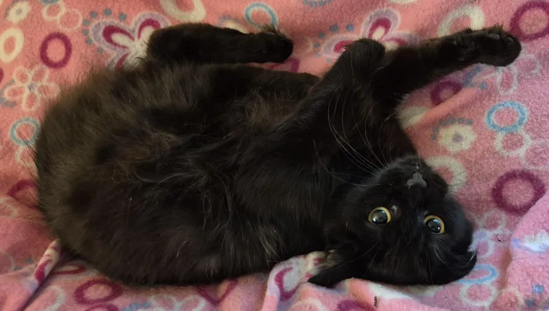 A baby medium-sized female Black Domestic Medium Hair cat named Night Star for adoption in Highland Park, NJ
