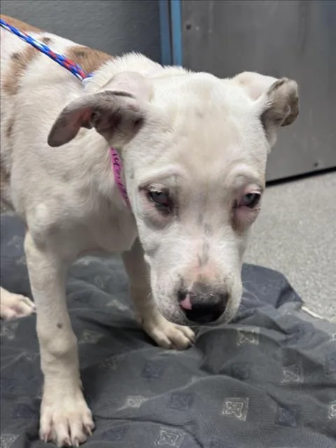 A baby small-sized female Pit Bull Terrier dog named Lazy for adoption in Las Vegas, NV