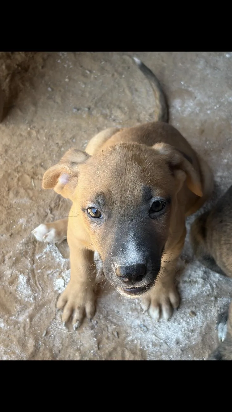 A baby medium-sized male Catahoula Leopard Dog dog named Kai for adoption in Paradise, TX