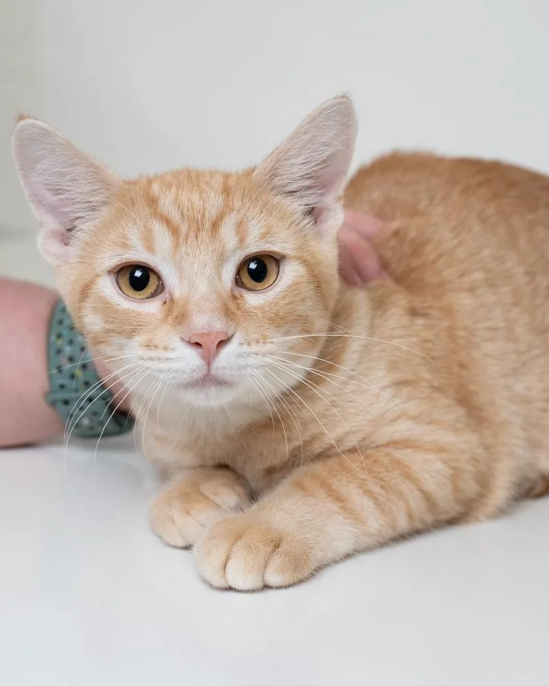 A baby small-sized male Domestic Short Hair cat named Raspberry for adoption in Boone, IA