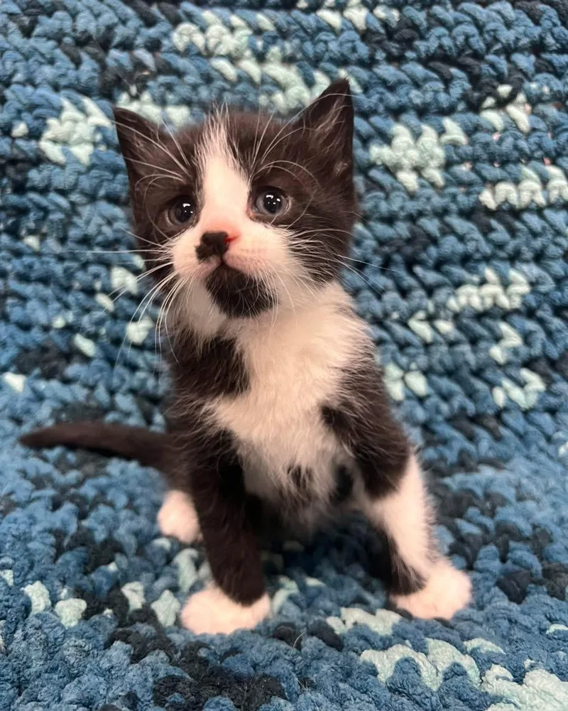 A baby medium-sized male Black & White / Tuxedo Domestic Short Hair cat named Patrick for adoption in Avoca, PA