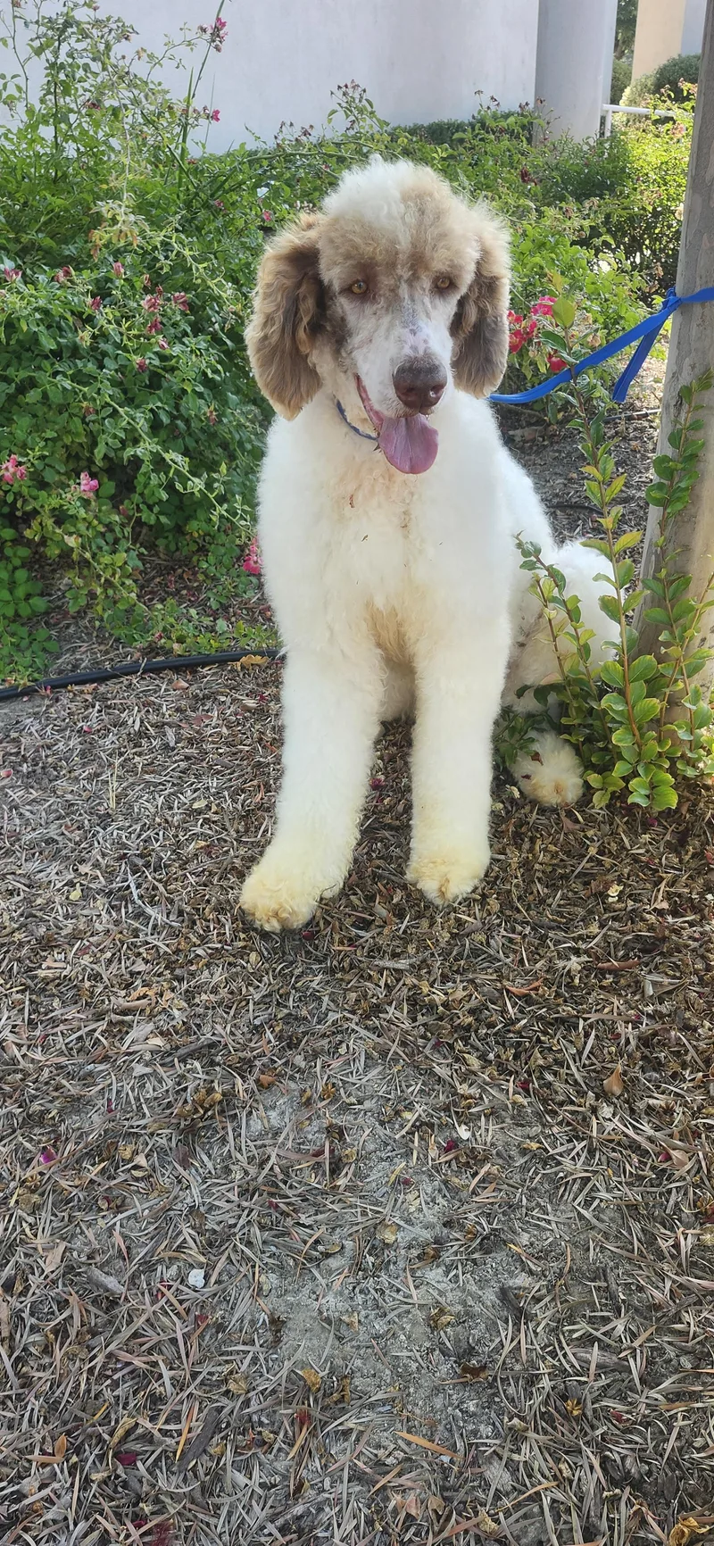 An adult large-sized male Brown / Chocolate Standard Poodle dog named Winston Update for adoption in Torrance, CA