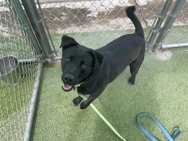A young large-sized male Labrador Retriever dog named Anton for adoption in Tucson, AZ