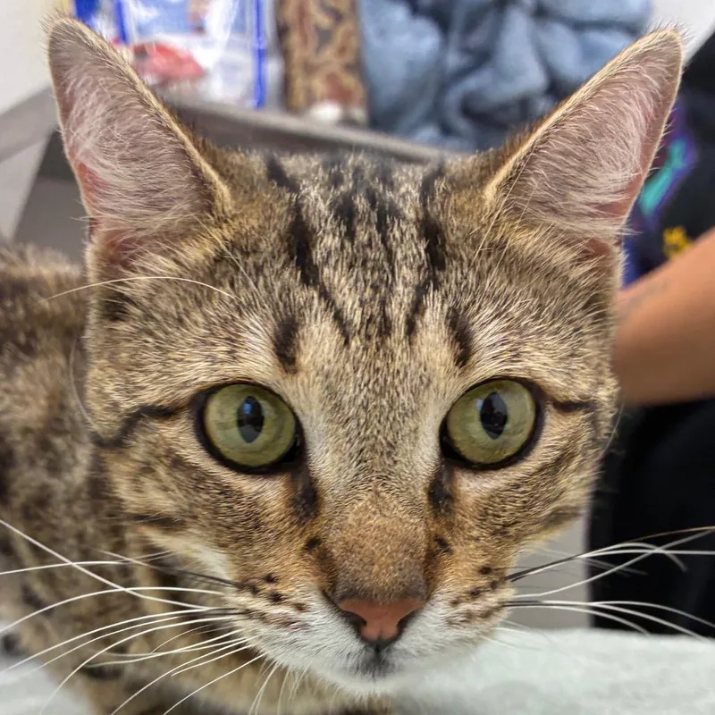 An adult medium-sized female Brown / Chocolate Domestic Short Hair cat named Ariel for adoption in Corpus Christi, TX