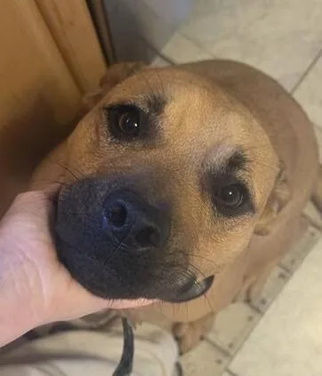 A young large-sized male Mixed Breed dog named Remi for adoption in Delhi, NY