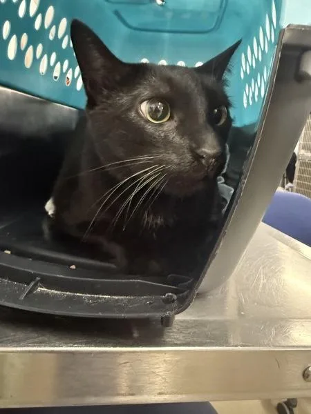 Oli