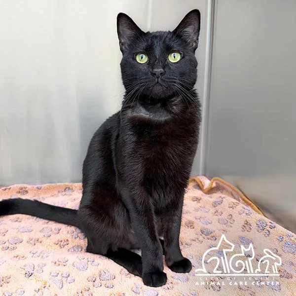 An adult small-sized female Domestic Short Hair cat named Biggs for adoption in Irvine, CA