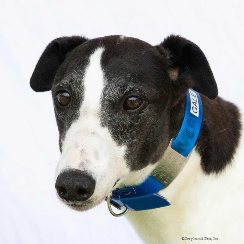 An adult large-sized female Greyhound dog named Gale for adoption in Woodinville, WA