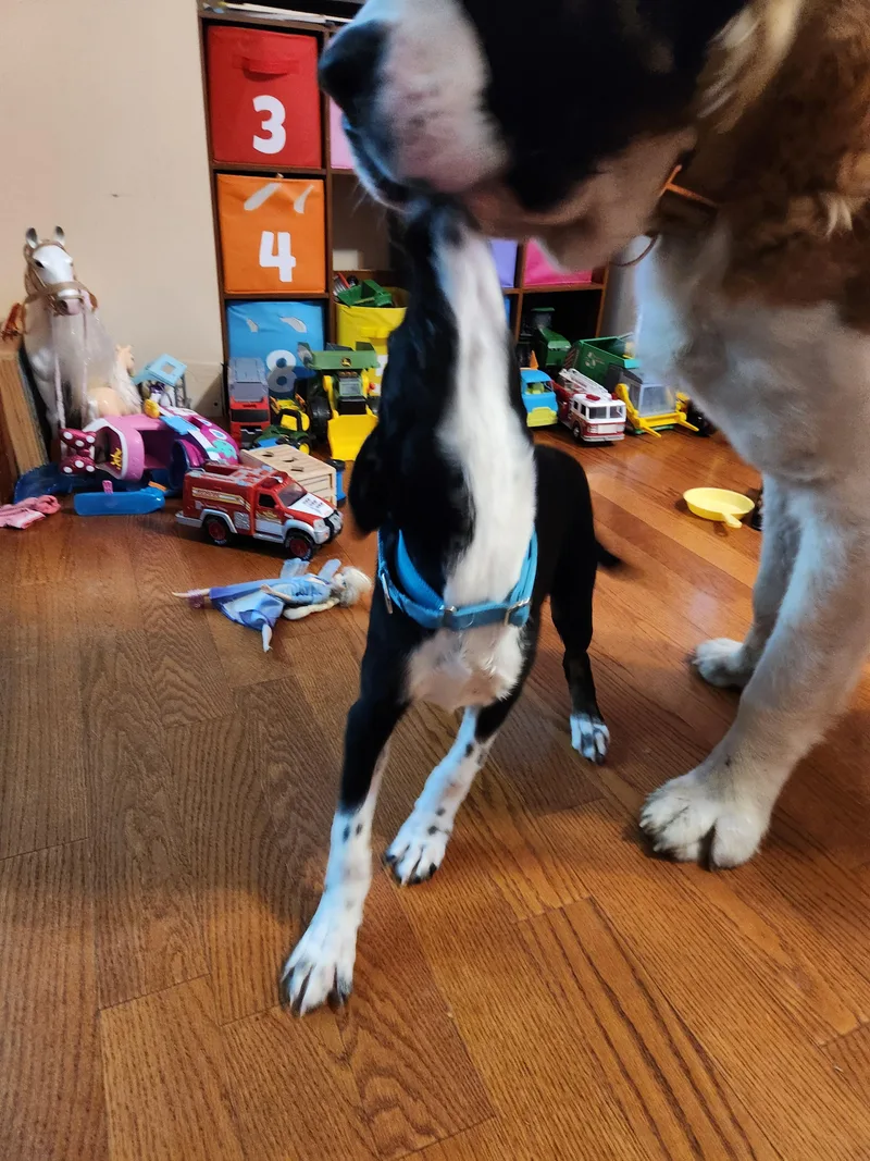 A baby medium-sized female Black Border Collie dog named Lexie for adoption in Kankakee, IL