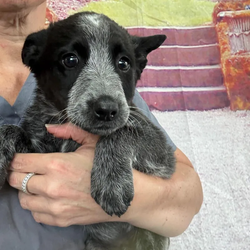A baby medium-sized male White / Cream Australian Cattle Dog / Blue Heeler dog named Puma for adoption in Normal, IL