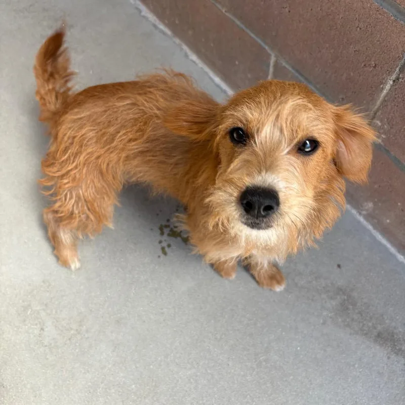 A young small-sized male Brown / Chocolate Terrier dog named Moe for adoption in Santa Barbara, CA