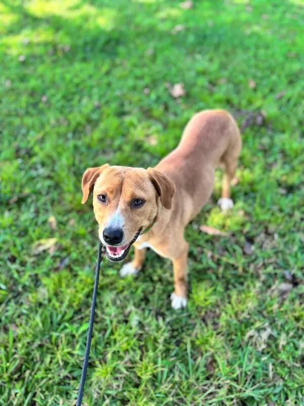 An adult medium-sized female Labrador Retriever dog named Goldie for adoption in Aiken, SC