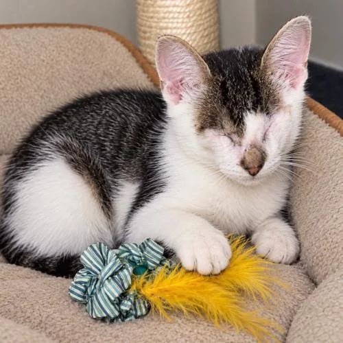 A baby small-sized male Tabby (Brown / Chocolate) Domestic Short Hair cat named Bug for adoption in Tampa, FL