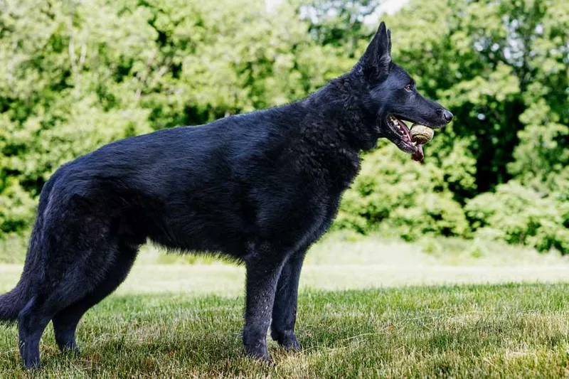 An adult large-sized male Black German Shepherd Dog dog named Teddy for adoption in Wayland, MA