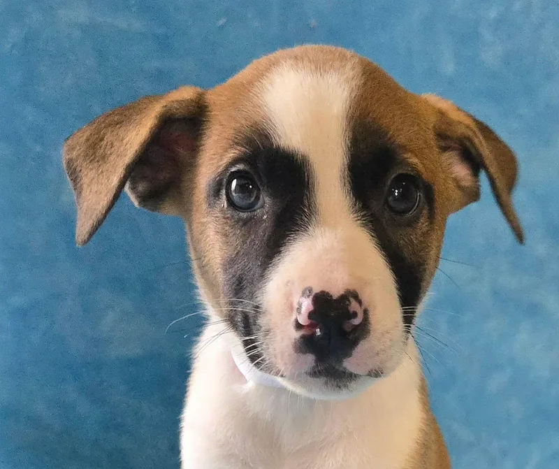 A baby medium-sized female Tricolor (Brown, Black, & White) Terrier dog named Hydrangea for adoption in Newport, TN