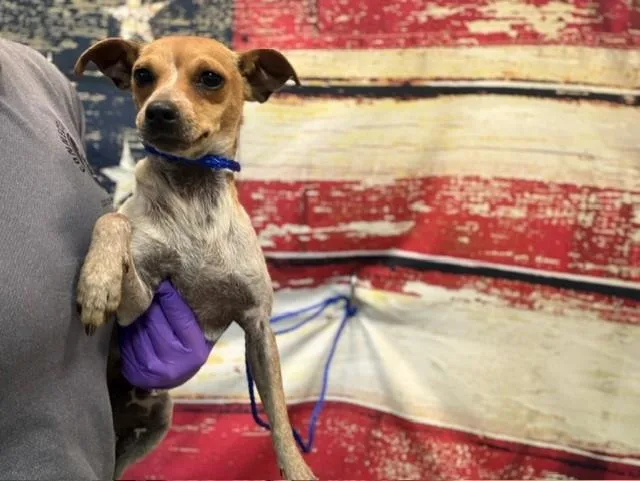 A young small-sized female Rat Terrier dog named Sterling for adoption in Miami, FL