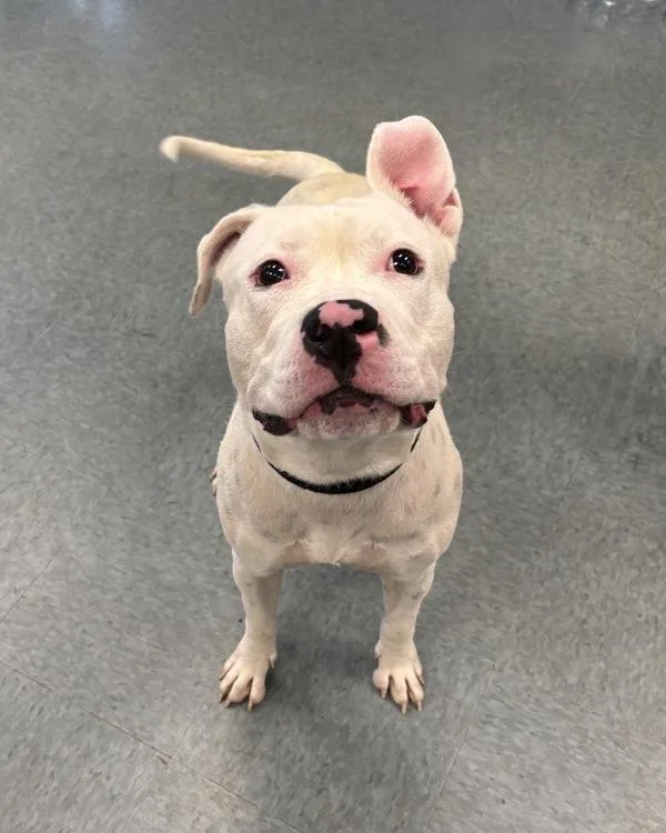 An adult medium-sized female Pit Bull Terrier dog named Thighs for adoption in Richmond, VA