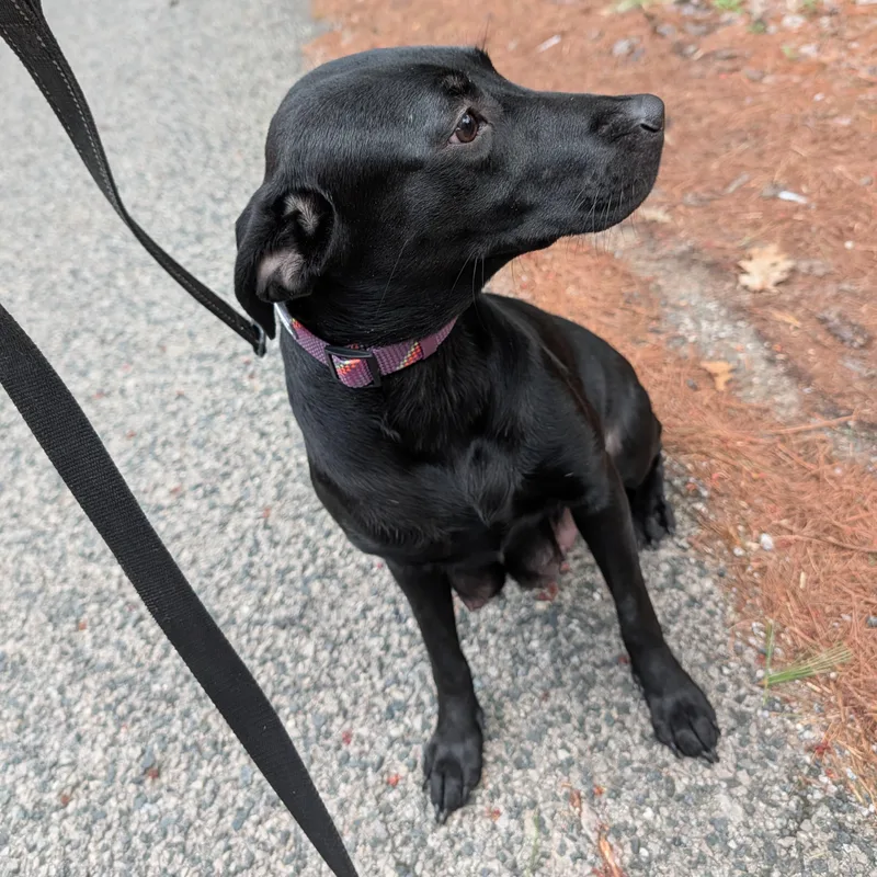 A young medium-sized female Cocker Spaniel dog named Wednesday for adoption in Midland, MI