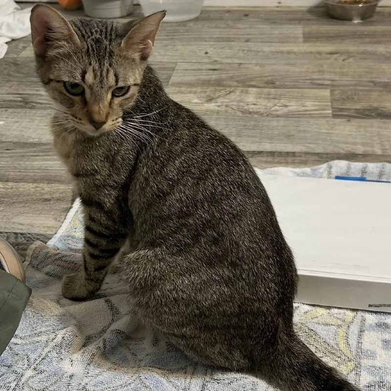 A young medium-sized female Gray / Blue / Silver Domestic Short Hair cat named Mama Lola Louisiana for adoption in Denver, CO