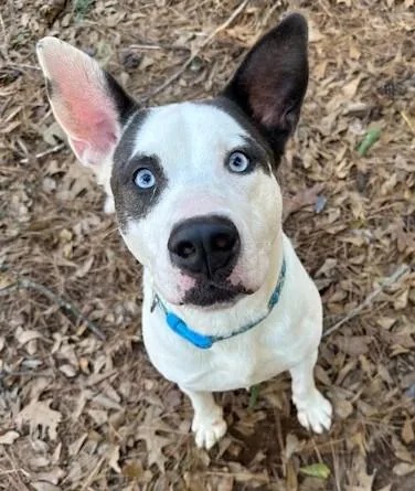 An adult medium-sized male Mixed Breed dog named Reggie for adoption in Marietta, GA