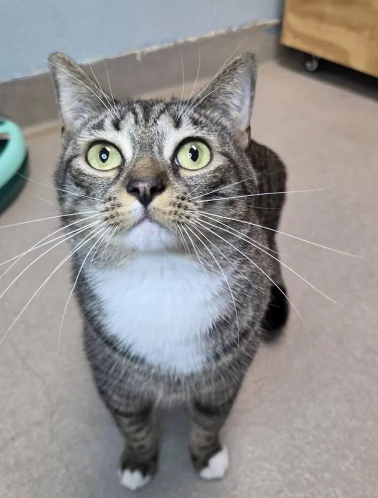 An adult medium-sized female Brown / Chocolate Domestic Short Hair cat named True for adoption in Silver Spring, MD