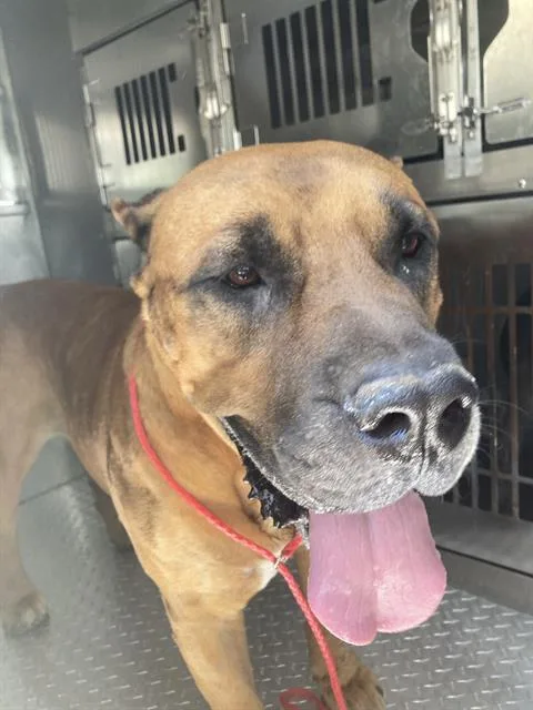 A young large-sized male Mixed Breed dog named Bruce for adoption in Dallas, TX