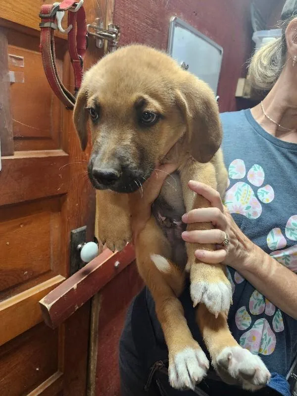 A baby medium-sized male Mastiff dog named Willis for adoption in Windsor, CO