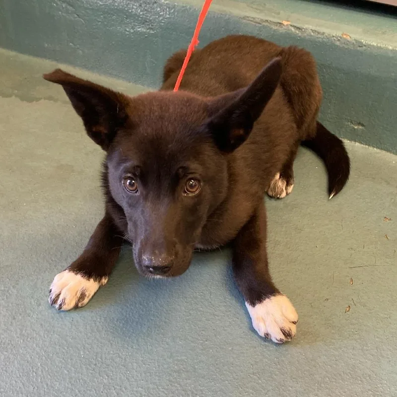 A baby small-sized female Black Mixed Breed dog named Zaya for adoption in Memphis, TN